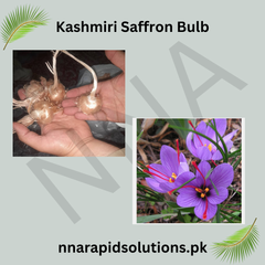 Kashmiri Saffron 5 Bulbs  Rich Flavor & Deep Red Stigmas