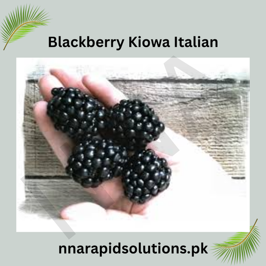 Italian Blackberry Kiowa Plant  High-Yield Blackberry Variety for Pakistan Gardens