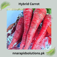 Hybrid Carrot () Seeds