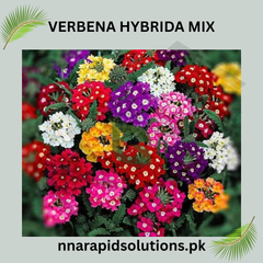 Verbena Hybrida Mix Seeds in Pakistan  Long-Lasting Multi-Color Flowering Plants