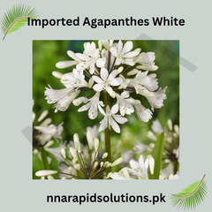 Imported Agapanthus White Bulb Elegant Trumpet Blooms