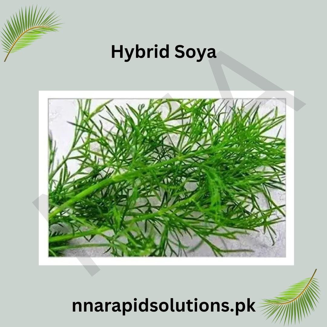 Hybrid Soya ( / Dill) Seeds