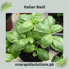 Italian Basil Hybrid Seeds in Pakistan  Fresh Herb Seeds for Pots & Kitchen Gardens
