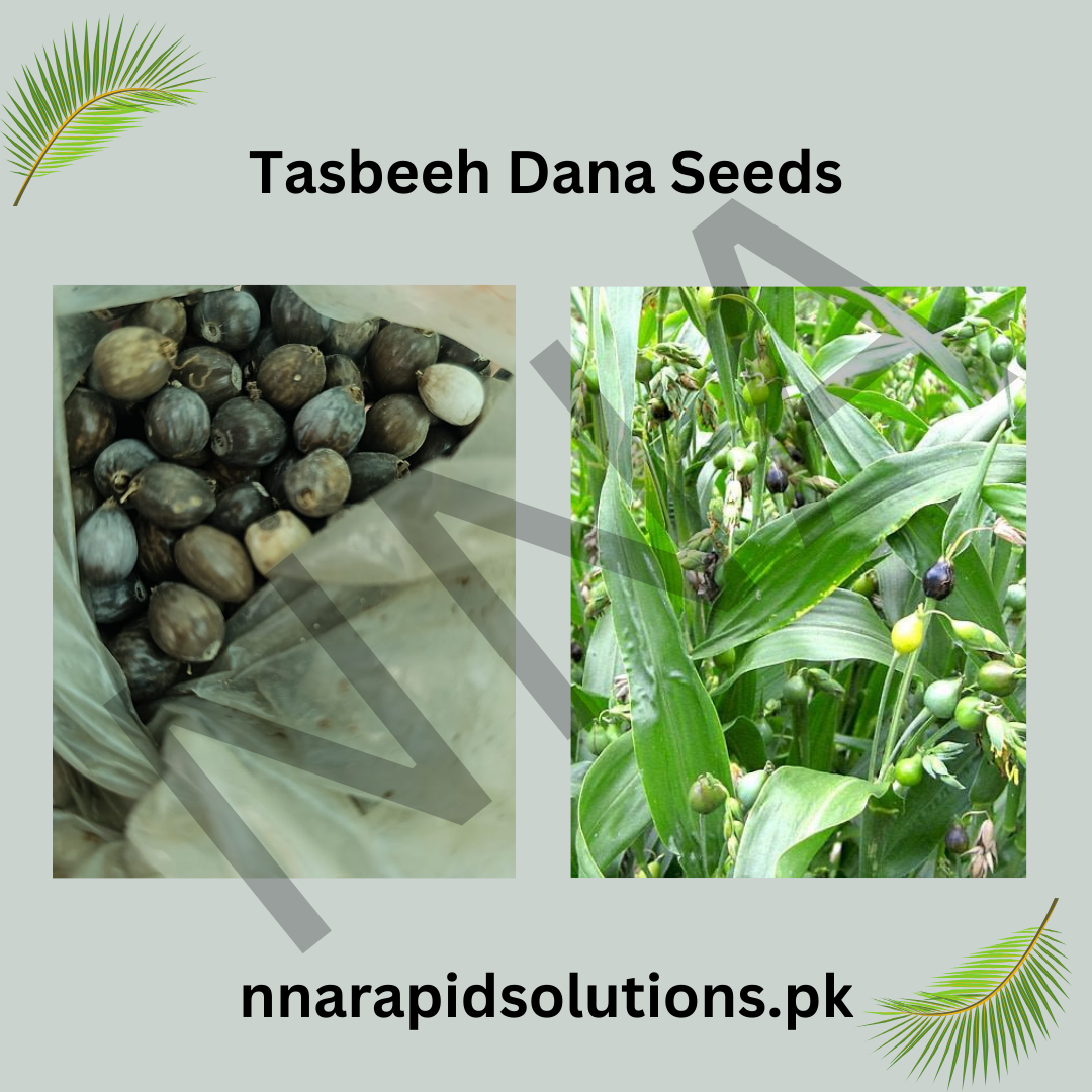 Tasbeeh Dana Seeds  10 Seeds Pack