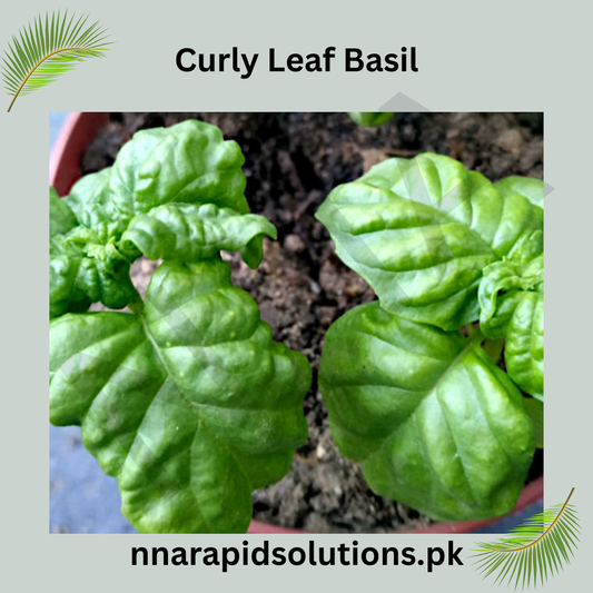 Curly Leaf Basil Hybrid Seeds in Pakistan  Decorative & Aromatic Herb Seeds