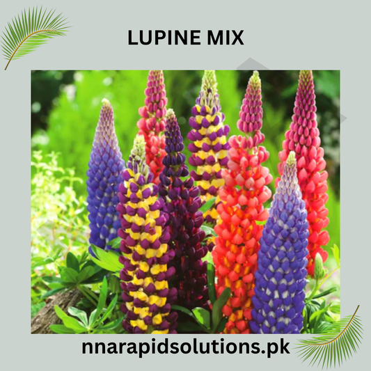 Lupins Mix Seeds in Pakistan  Colorful Spiked Flowering Plants for Seasonal Gardening
