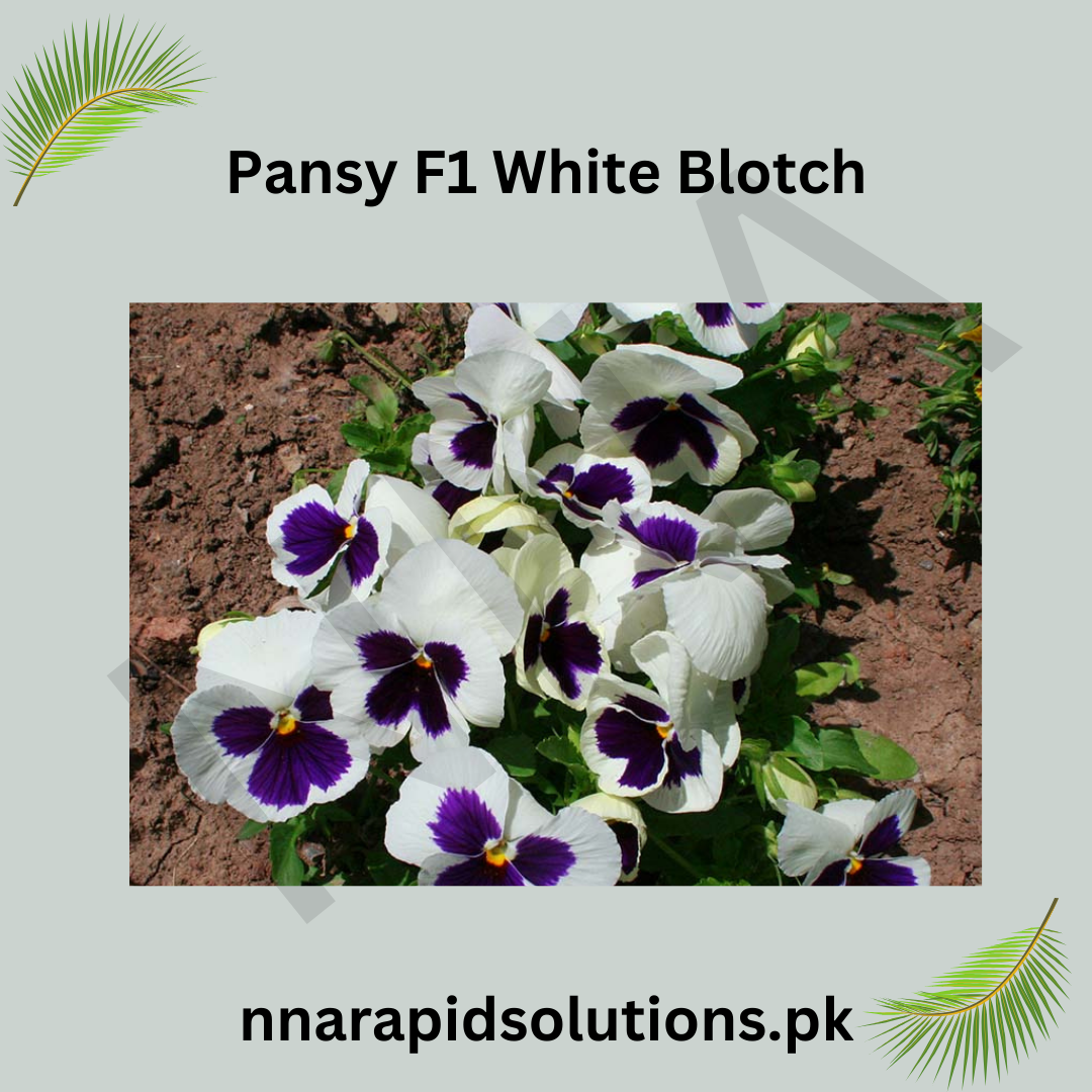 Pansy F1 White Blotch  Premium Hybrid Winter Flower Seeds