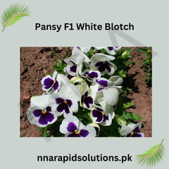 Pansy F1 White Blotch  Premium Hybrid Winter Flower Seeds