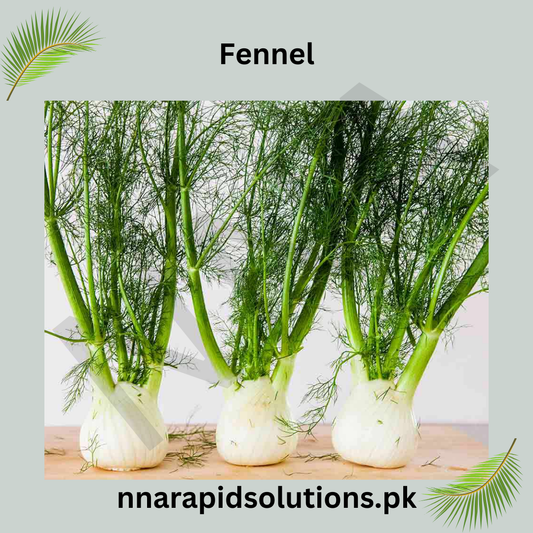Fennel/Sonf Hybrid Seeds in Pakistan  Fresh Culinary Herb & Vegetable Seeds
