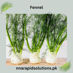 Fennel/Sonf Hybrid Seeds in Pakistan  Fresh Culinary Herb & Vegetable Seeds