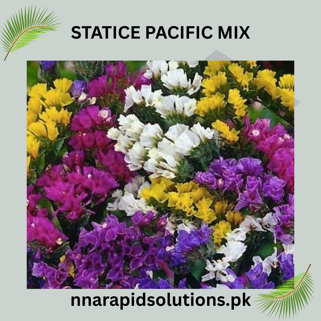 Statice Pacific Mix Seeds in Pakistan  Colorful Cut Flower Seeds for Gardens