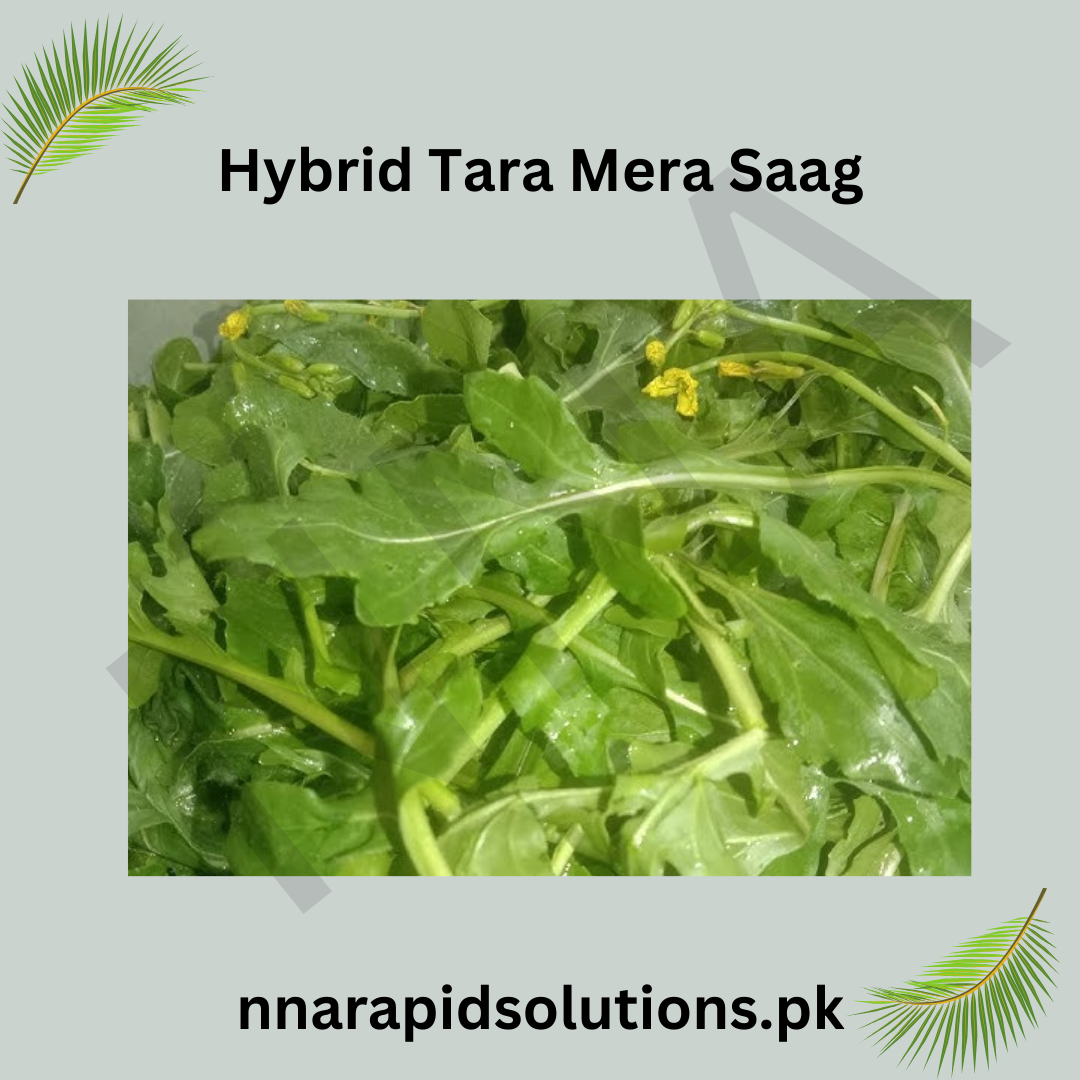 Hybrid Tara Mira (  ) Seeds