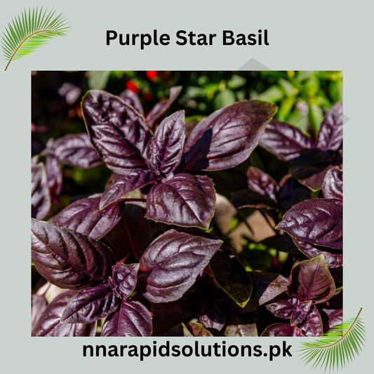 Purple Sweet Basil Hybrid Seeds in Pakistan  Decorative & Culinary Herb Seeds