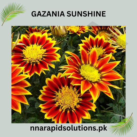 Gazania Sunshine Seeds in Pakistan  Bright Sun-Loving Seasonal Flowering Plants