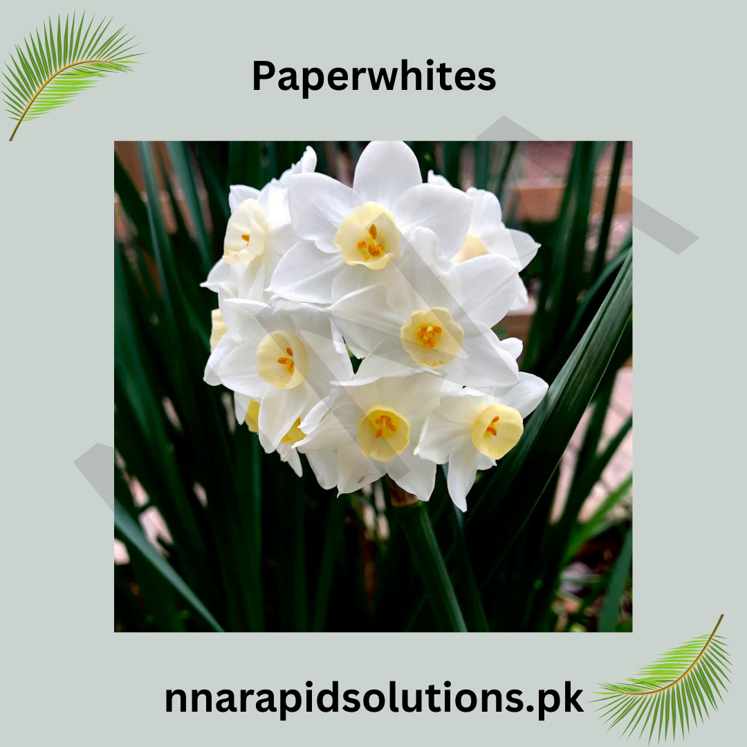 Paperwhite Bulbs  Fragrant Winter Bloomers