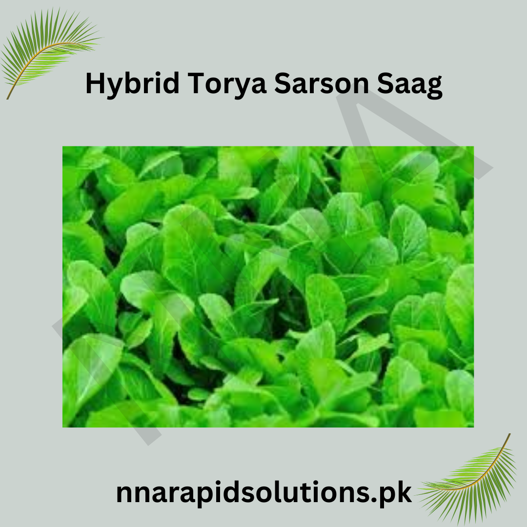 Hybrid Torya Sarson ( ) Seeds