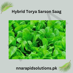 Hybrid Torya Sarson ( ) Seeds