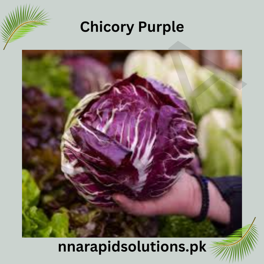 Chicory Purple Hybrid Seeds in Pakistan  Leafy Winter Vegetable for Salads & Gardens