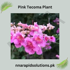 Pink Tecoma Plant  Beautiful Trumpet-Shaped Blooms