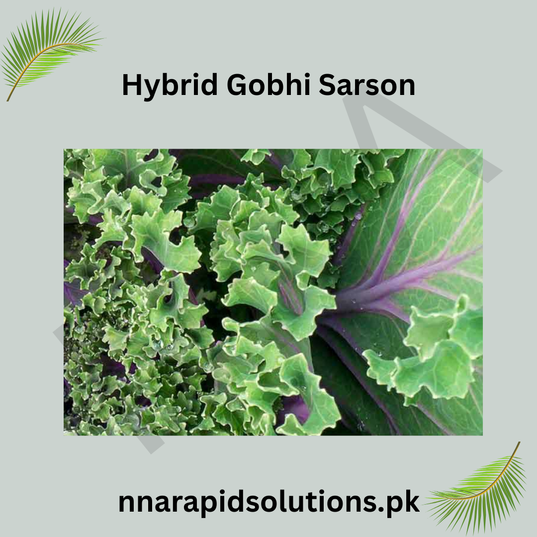 Hybrid Gobi Sarson ( ) Seeds