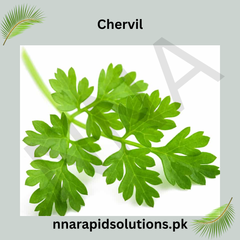 Chervil Hybrid Seeds in Pakistan  Aromatic Herb Seeds for Salads & Cooking