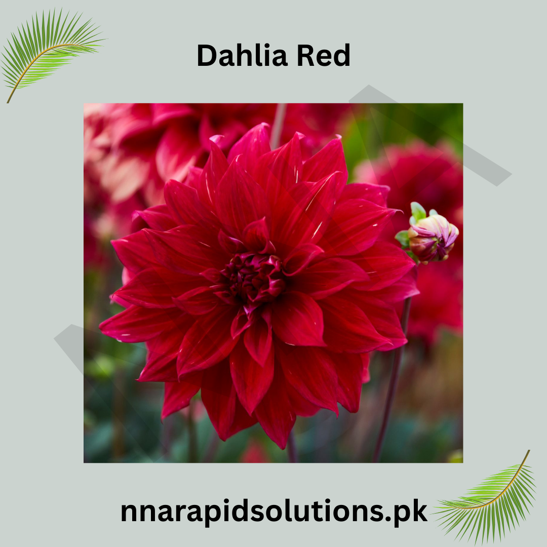 Red Dahlia Bulb Bold & Striking Blooms