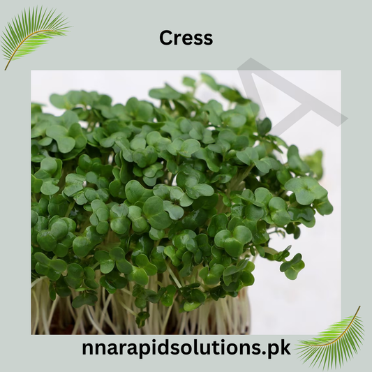 Cress Hybrid Seeds in Pakistan  Fast-Growing Herb Seeds for Kitchen Gardens