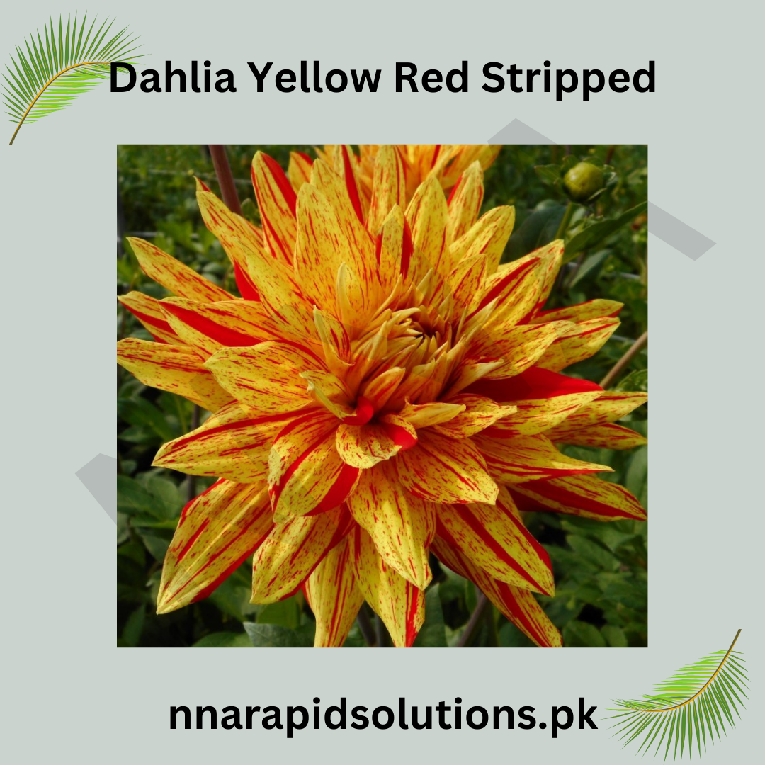 Dahlia Yellow Red Striped Bulb Unique & Eye-Catching Blooms