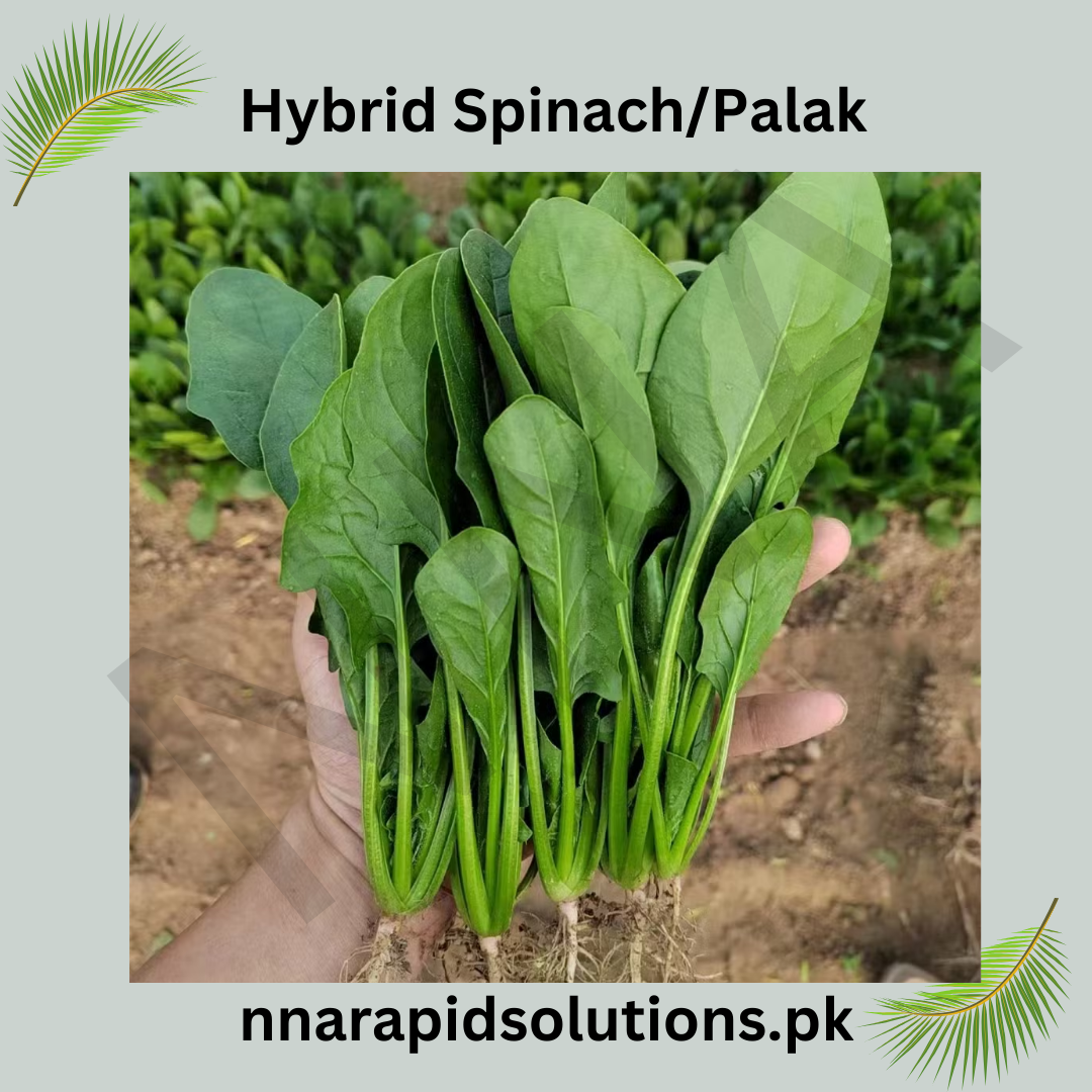 Hybrid Palak (Spinach) Seeds  Fast Growth & High Nutrition