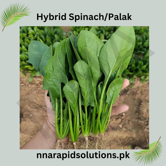 Hybrid Palak (Spinach) Seeds  Fast Growth & High Nutrition