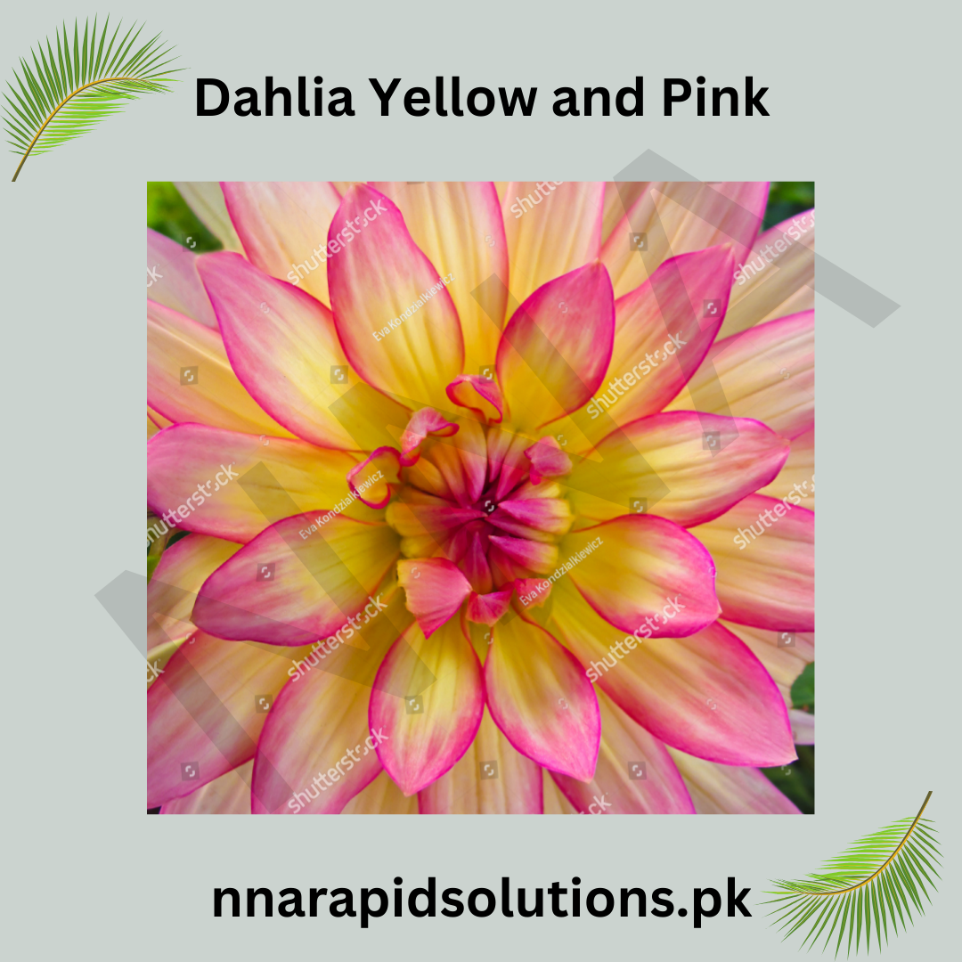 Dahlia Yellow and Pink Bulb Two-Toned Garden Beauty