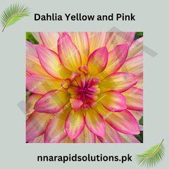 Dahlia Yellow and Pink Bulb Two-Toned Garden Beauty