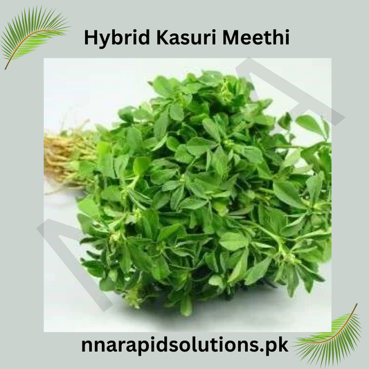 Hybrid Kasoori Methi Seeds/Fenugreek  Aromatic, Nutritious & High Yield