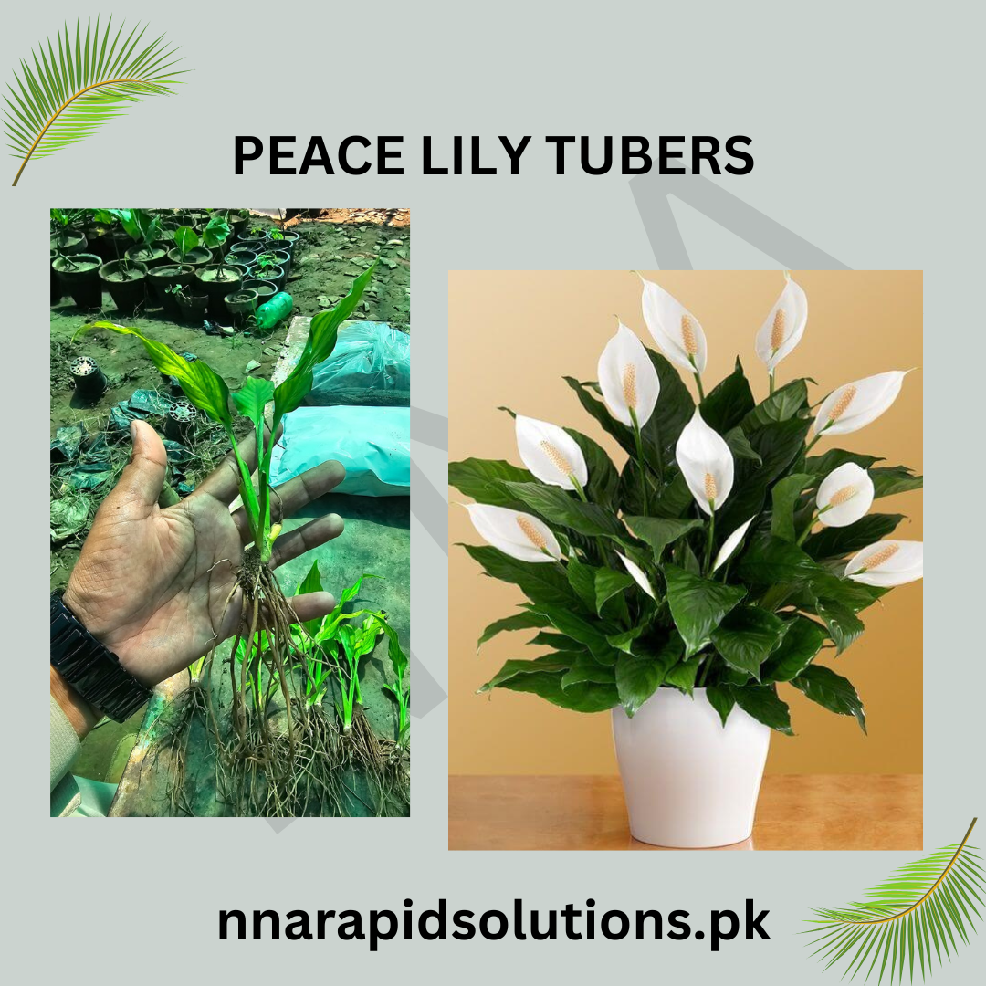 Peace Lily Tubers  Elegant Indoor & Outdoor Blooms