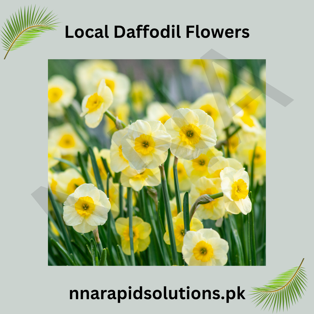 Local Daffodil Flowering Bulbs  Bright Spring Blooms