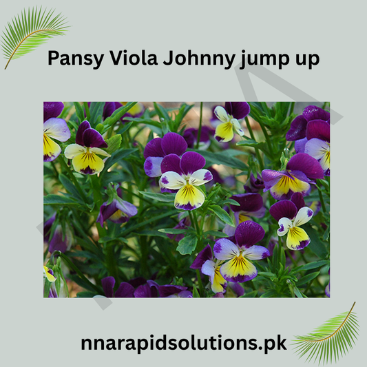 Pansy/ Pensy Viola Johnny Jump Up  Charming Tricolor Flower Seeds