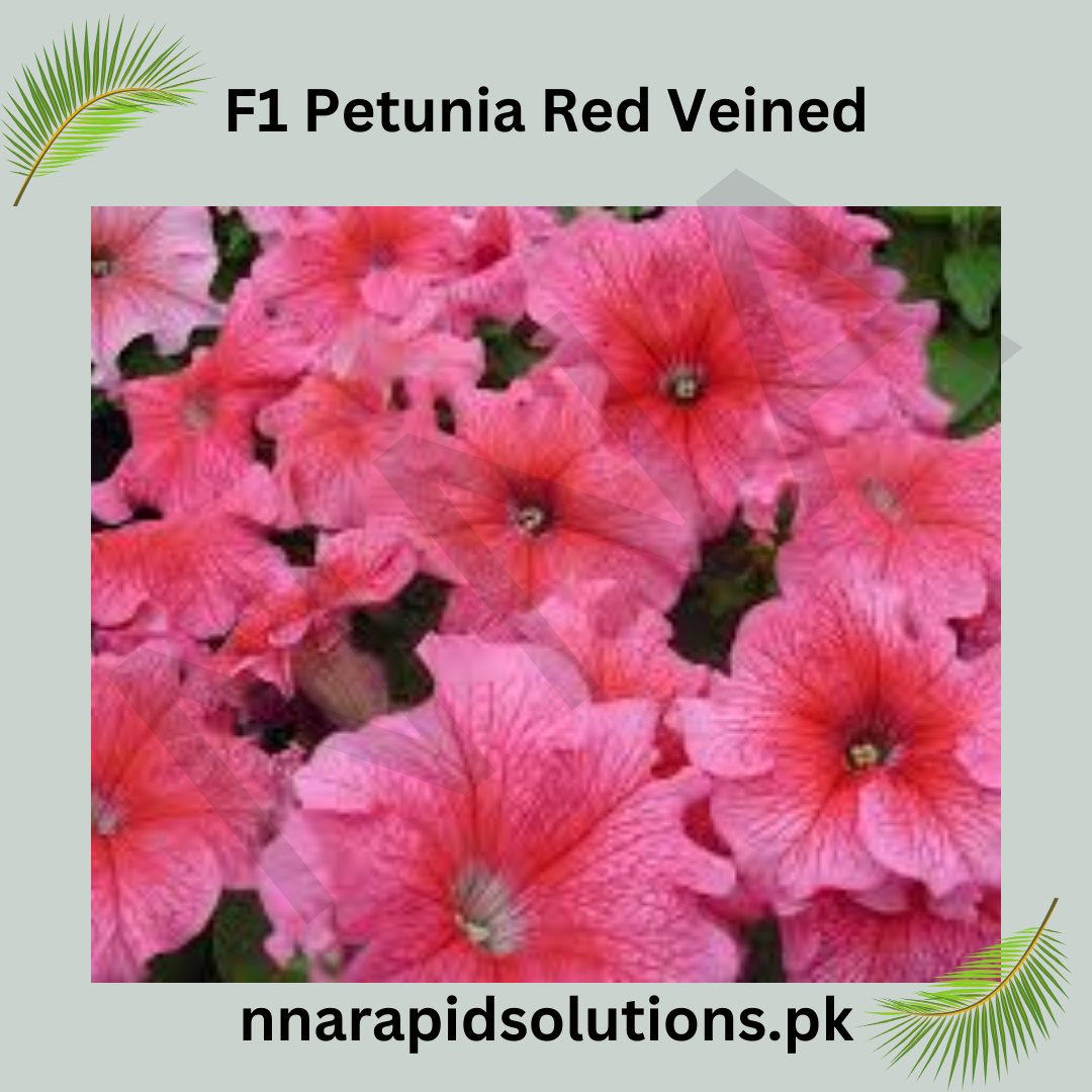 F1 Petunia Red Veined Seeds in Pakistan  Hybrid Winter Flower Seeds for Pots & Borders