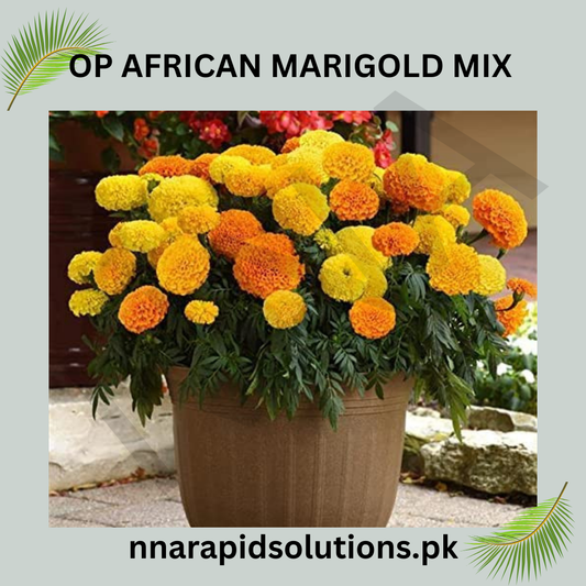 OP African Marigold Mix Tall Seeds in Pakistan  Long-Lasting Bright Garden Flowers