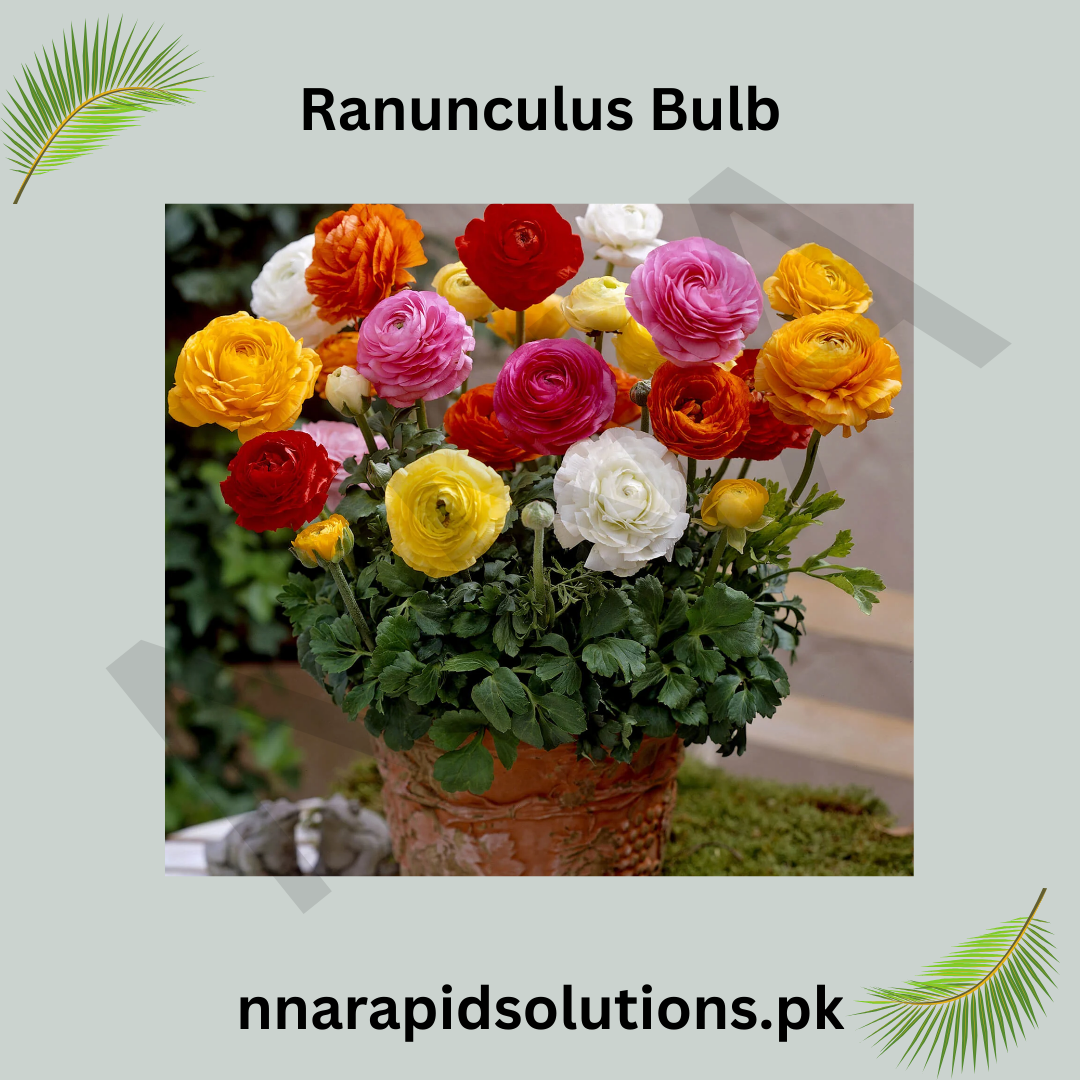 Ranunculus Bulbs  Vibrant Layers of Color for Your Garden