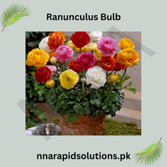 Ranunculus Bulbs  Vibrant Layers of Color for Your Garden