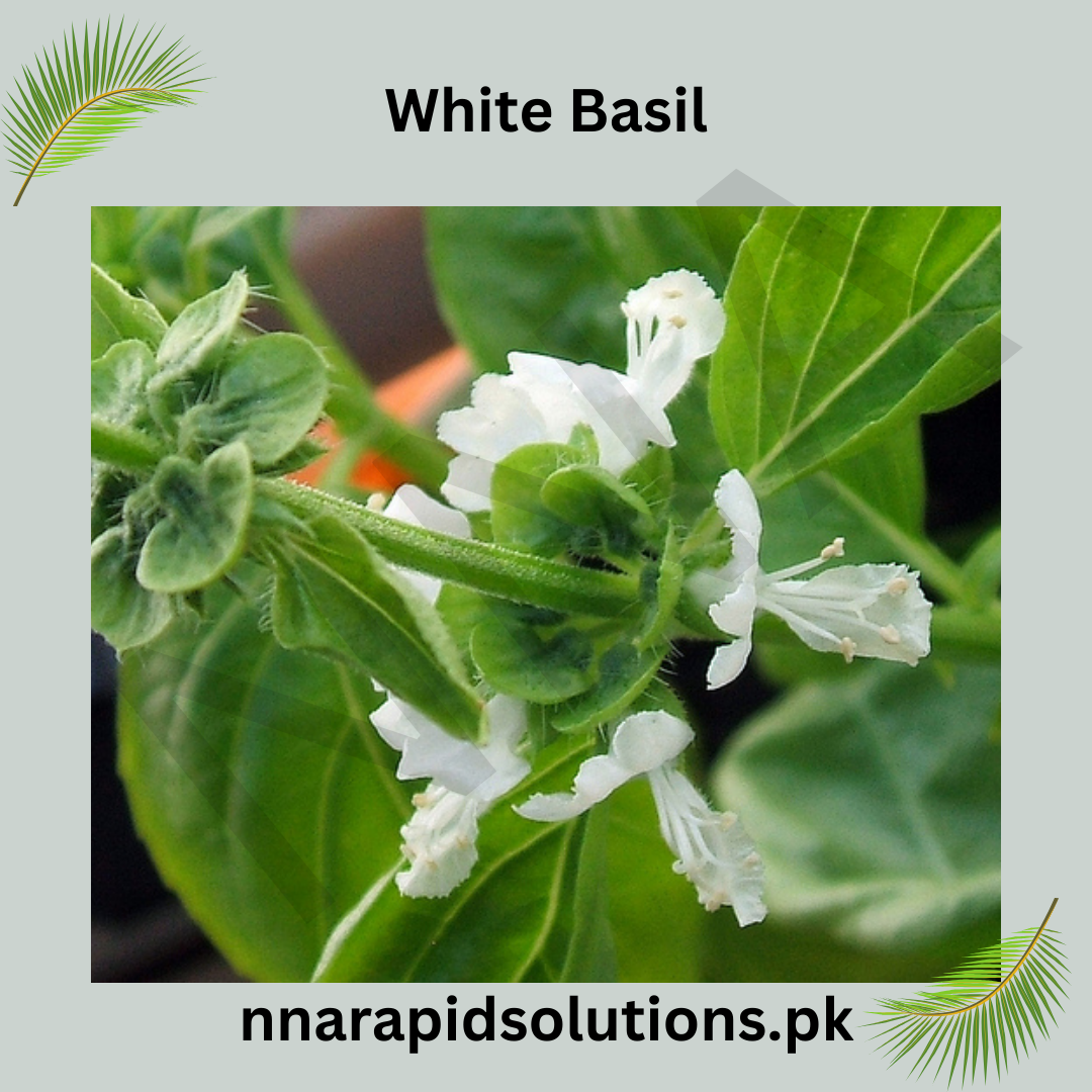 White Basil Hybrid Seeds in Pakistan  Fragrant Herb Seeds for Culinary Use