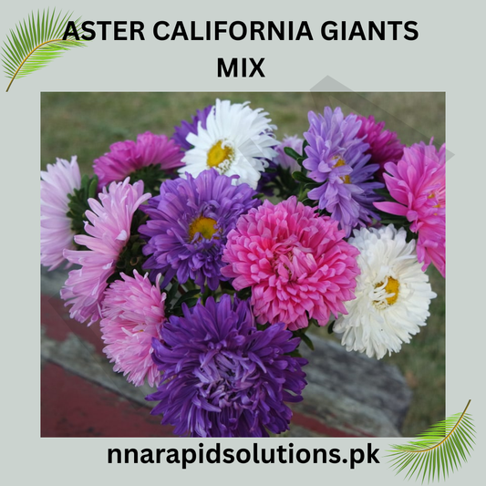Aster California Giants Mix Seeds in Pakistan  Tall Multi-Colored Seasonal Flowers