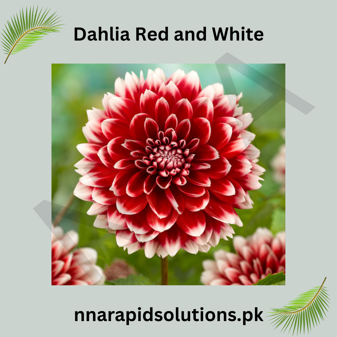 Dahlia Red and White Bulb Bold Bi-Colored Blooms