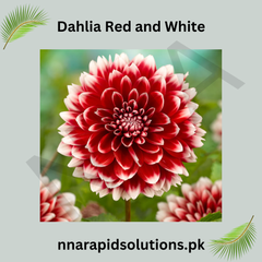 Dahlia Red and White Bulb Bold Bi-Colored Blooms