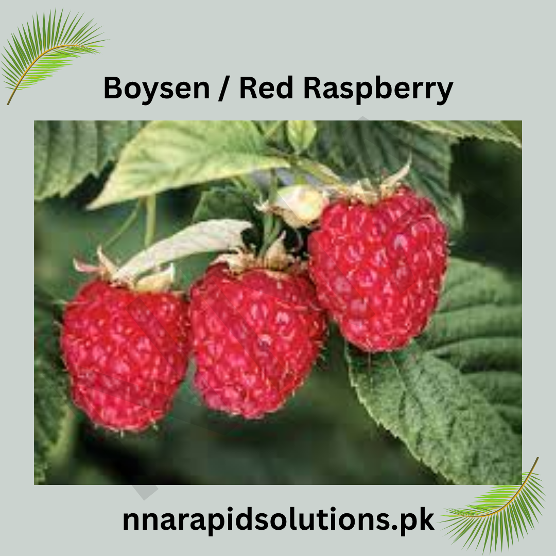 Boysen / Red Raspberry Plant  Sweet & Juicy Berries