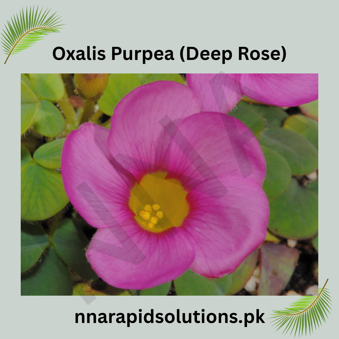 Oxalis Purpurea (Deep Rose) Bulb  Elegant Deep Pink Blooms for Garden Lovers