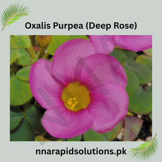 Oxalis Purpurea (Deep Rose) Bulb  Elegant Deep Pink Blooms for Garden Lovers
