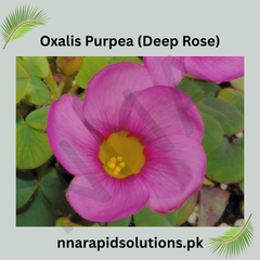 Oxalis Purpurea (Deep Rose) Bulb  Elegant Deep Pink Blooms for Garden Lovers
