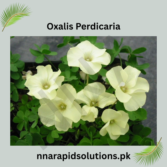 Oxalis Perdicaria Bulb  Charming Yellow Blooms for Every Garden