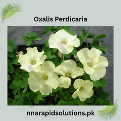 Oxalis Perdicaria Bulb  Charming Yellow Blooms for Every Garden